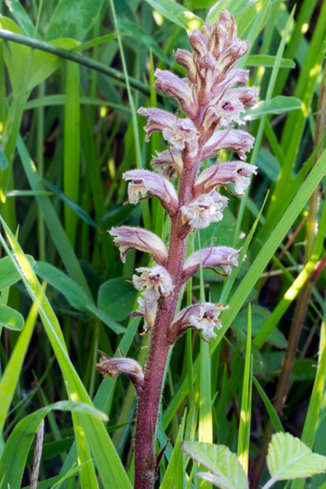 Orobanche minor / Succiamele minore